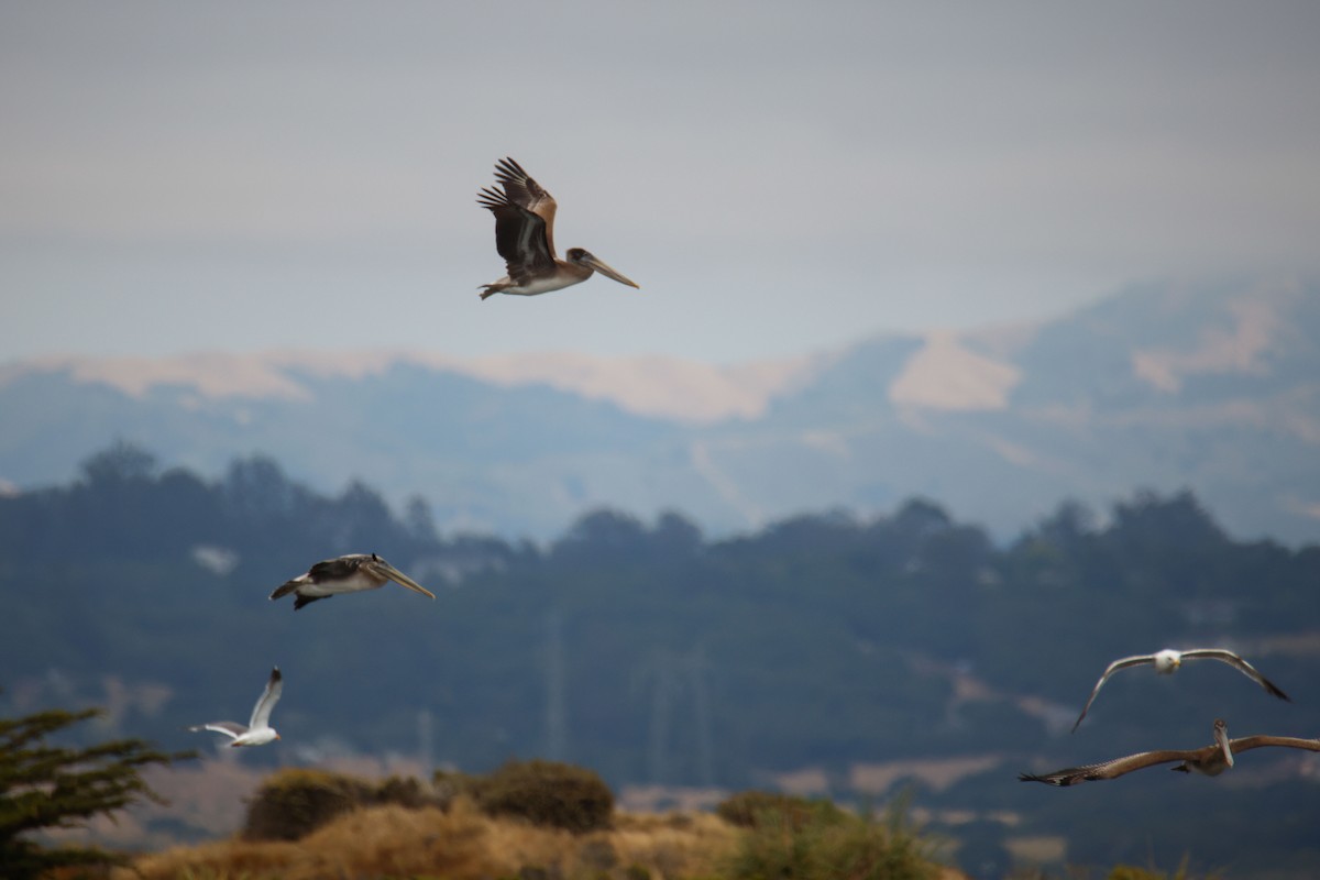 Brown Pelican - ML643720582