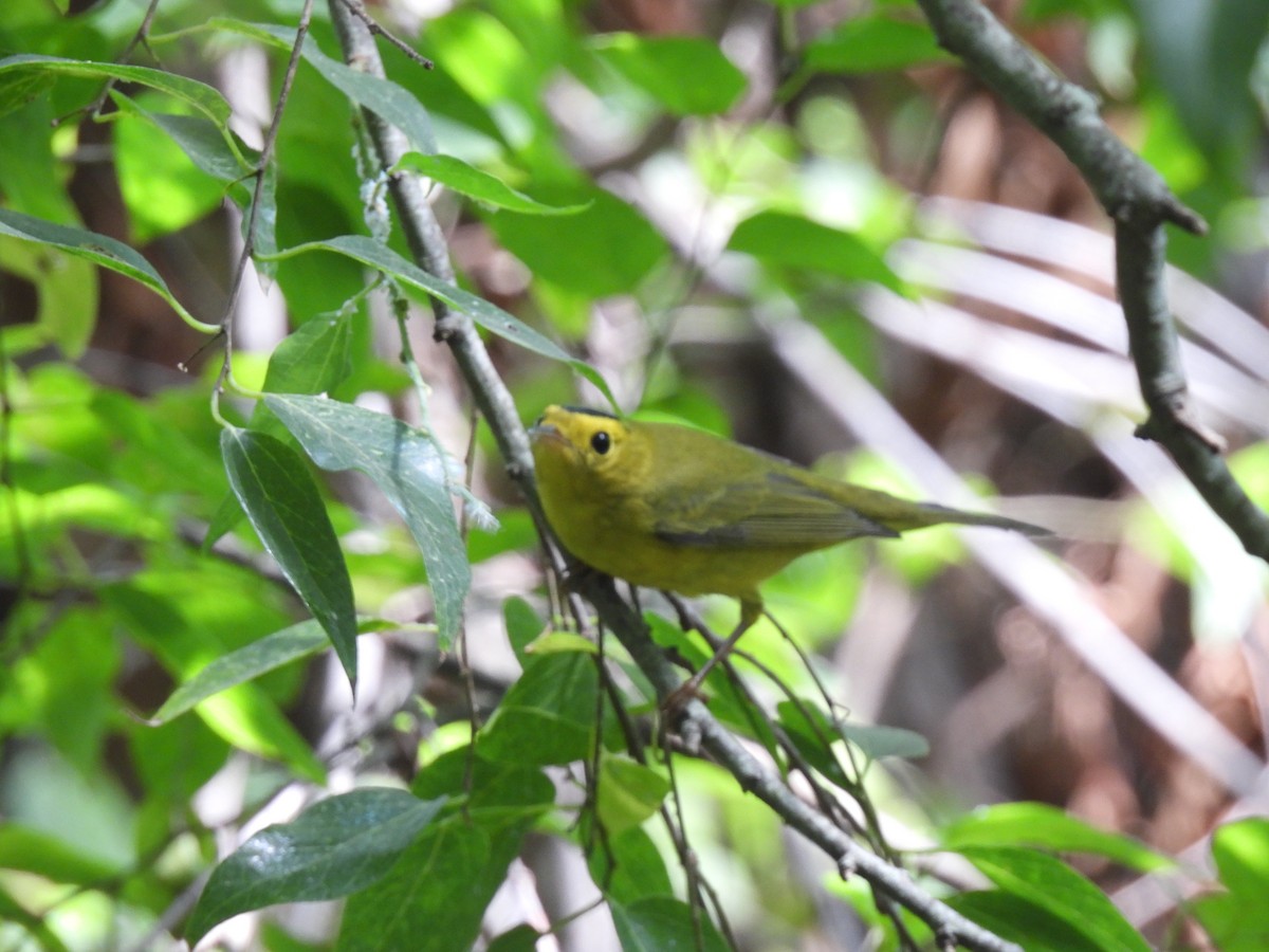 Wilson's Warbler - ML643720589