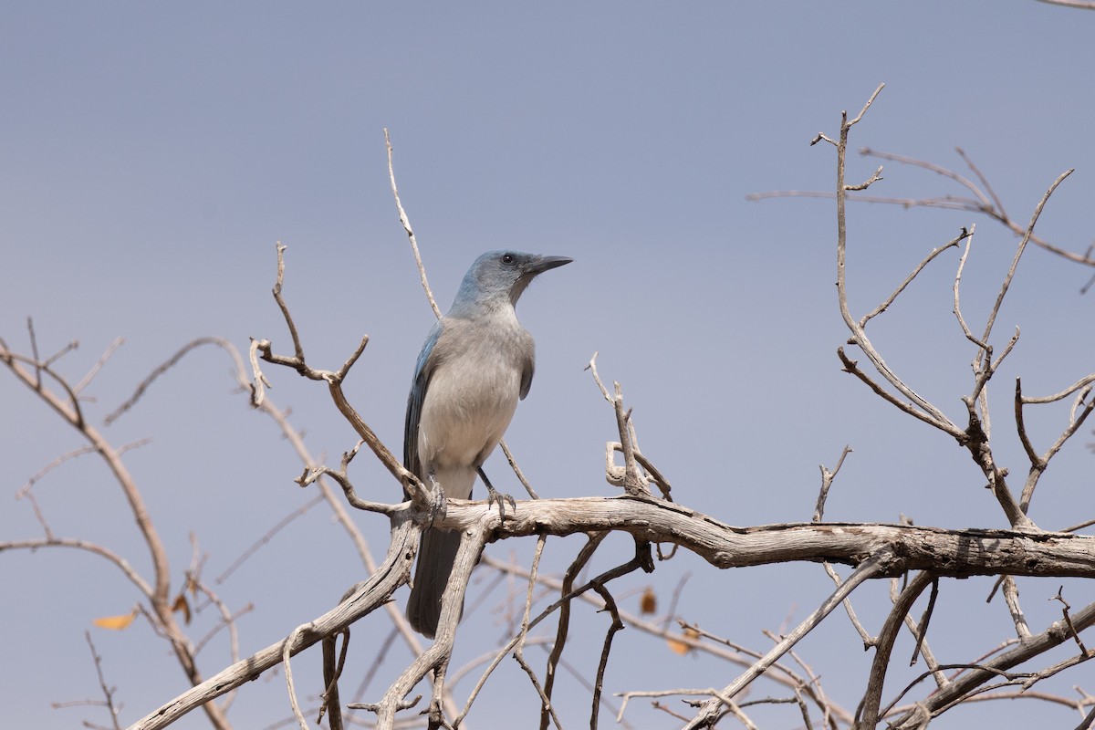 Mexican Jay - ML643720602