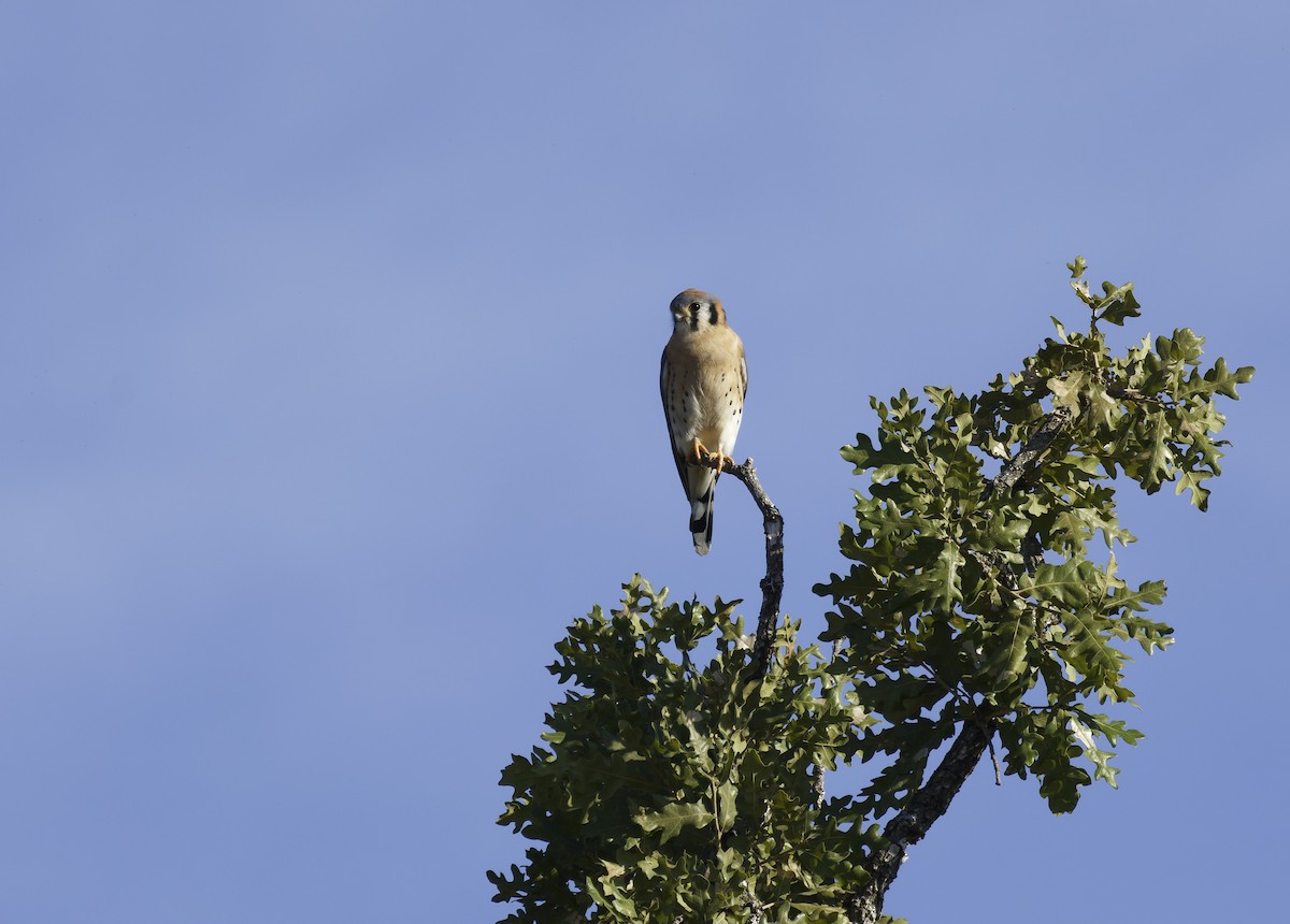 American Kestrel - ML643720608