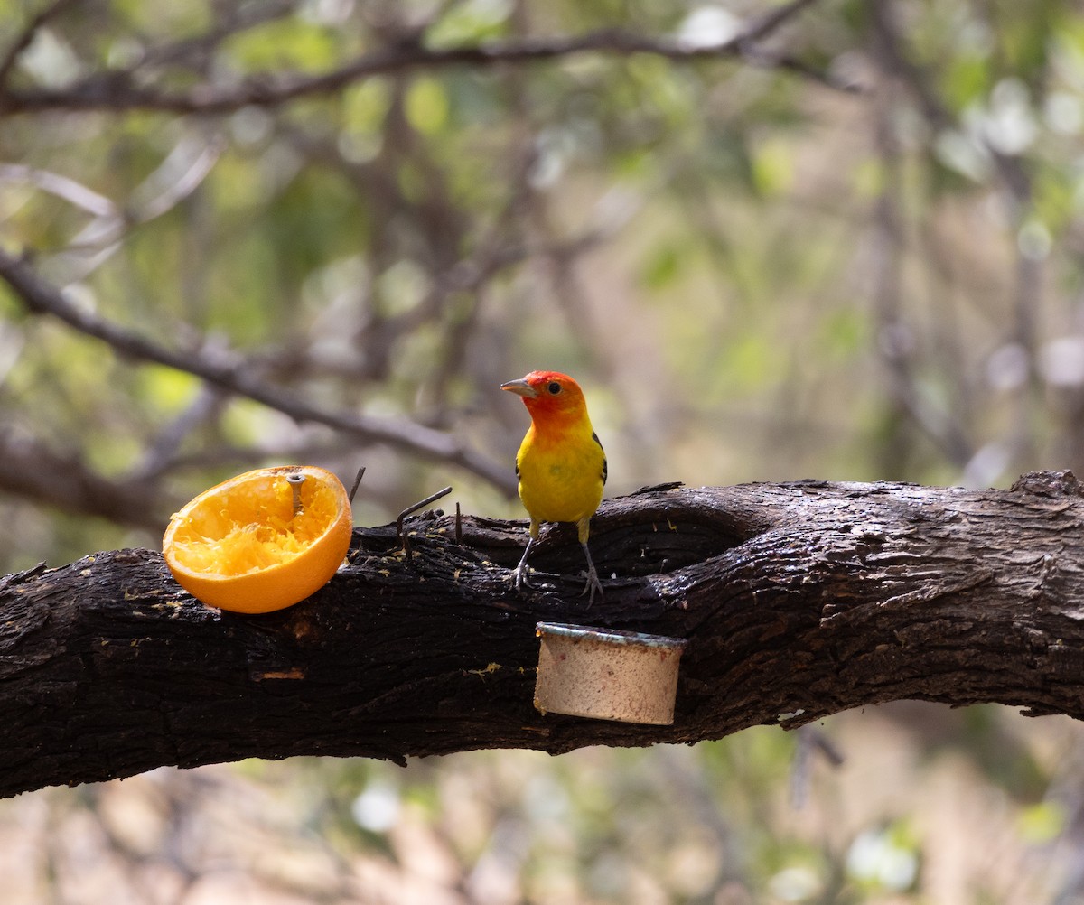 Western Tanager - ML643720609