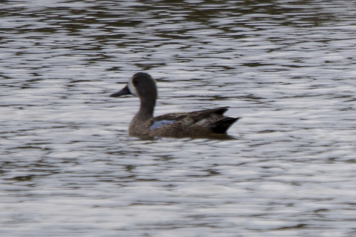 Blue-winged Teal - ML643720631