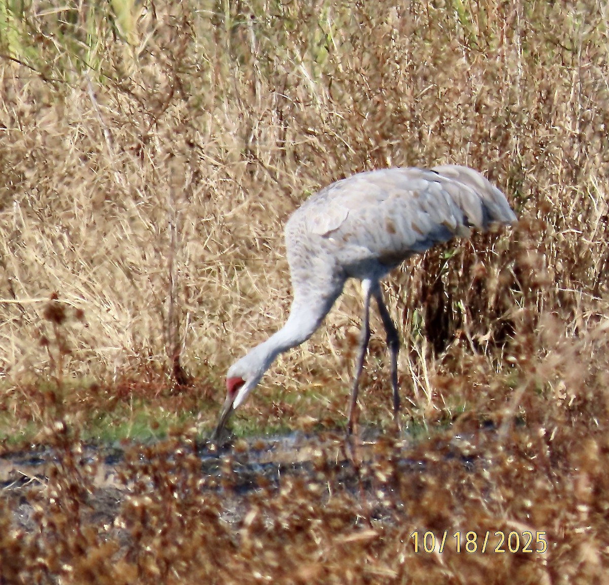 Sandhill Crane - ML643720645