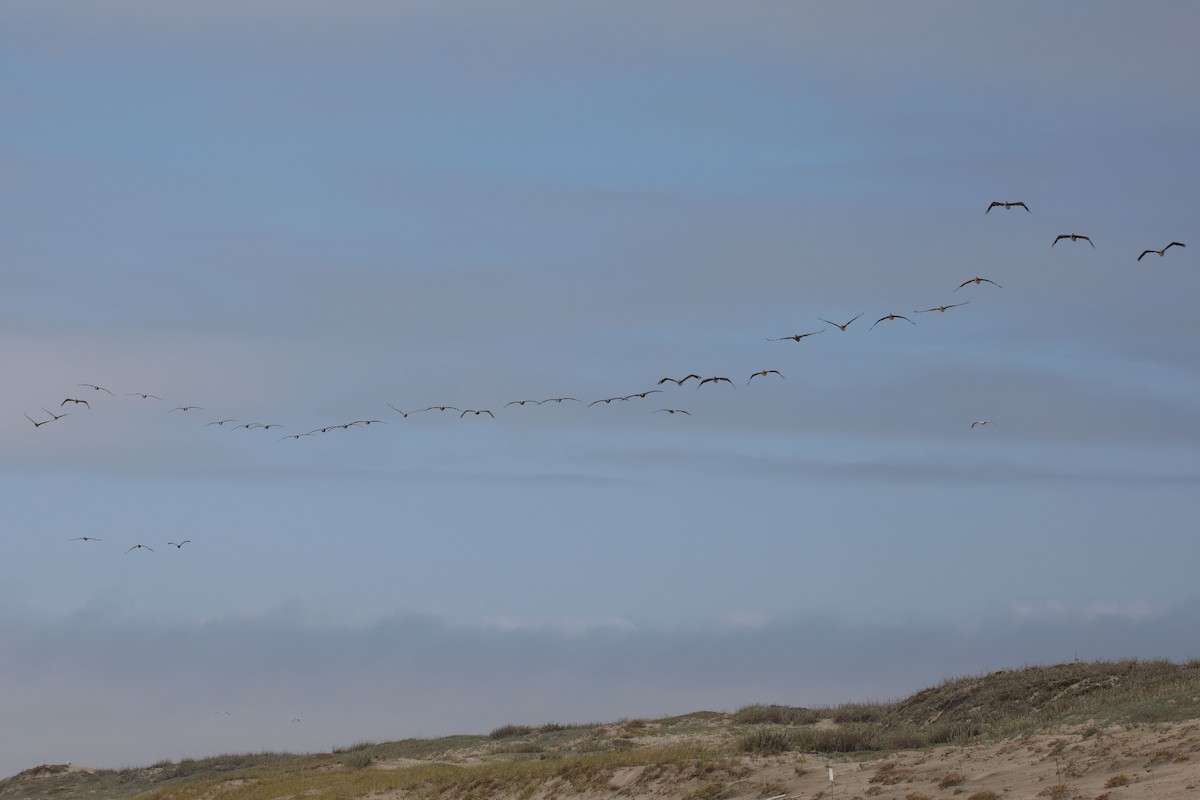 Brown Pelican - ML643720651