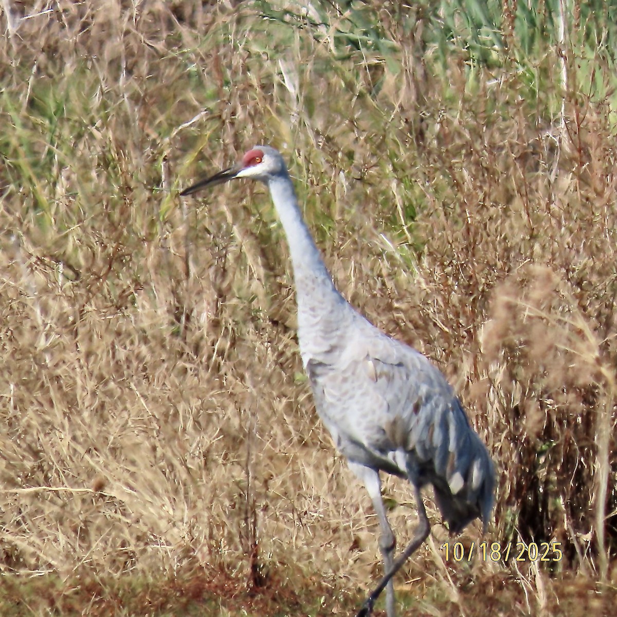 Sandhill Crane - ML643720652