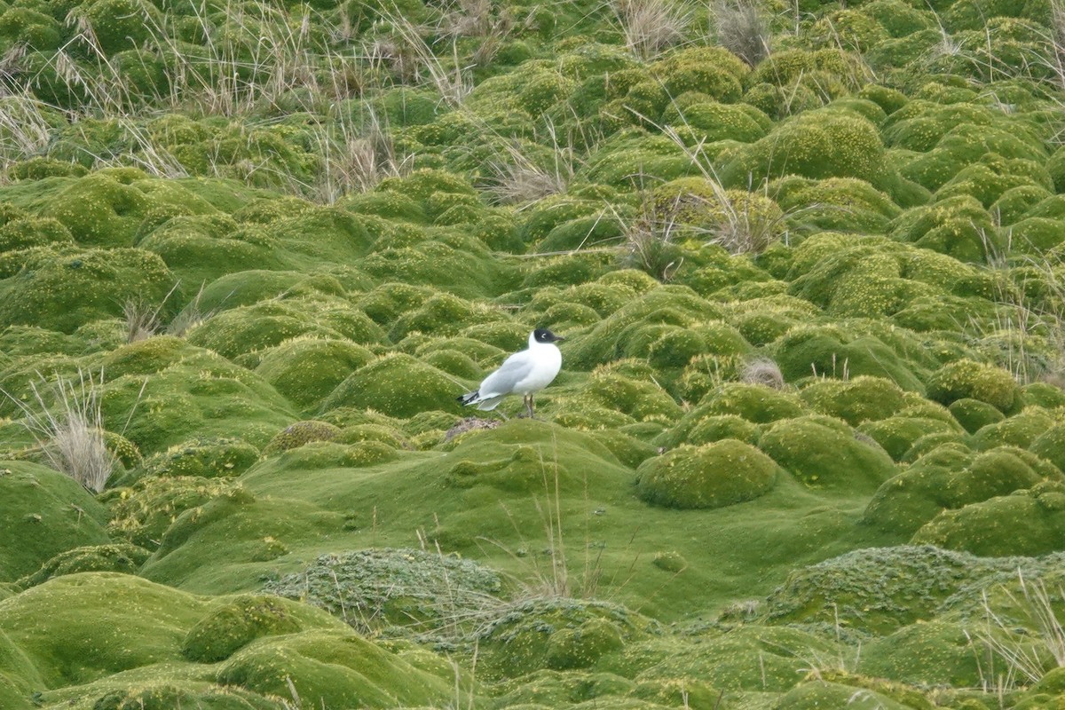 Andean Gull - ML643720654