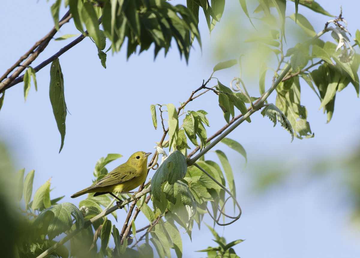 Northern Yellow Warbler - ML643720656