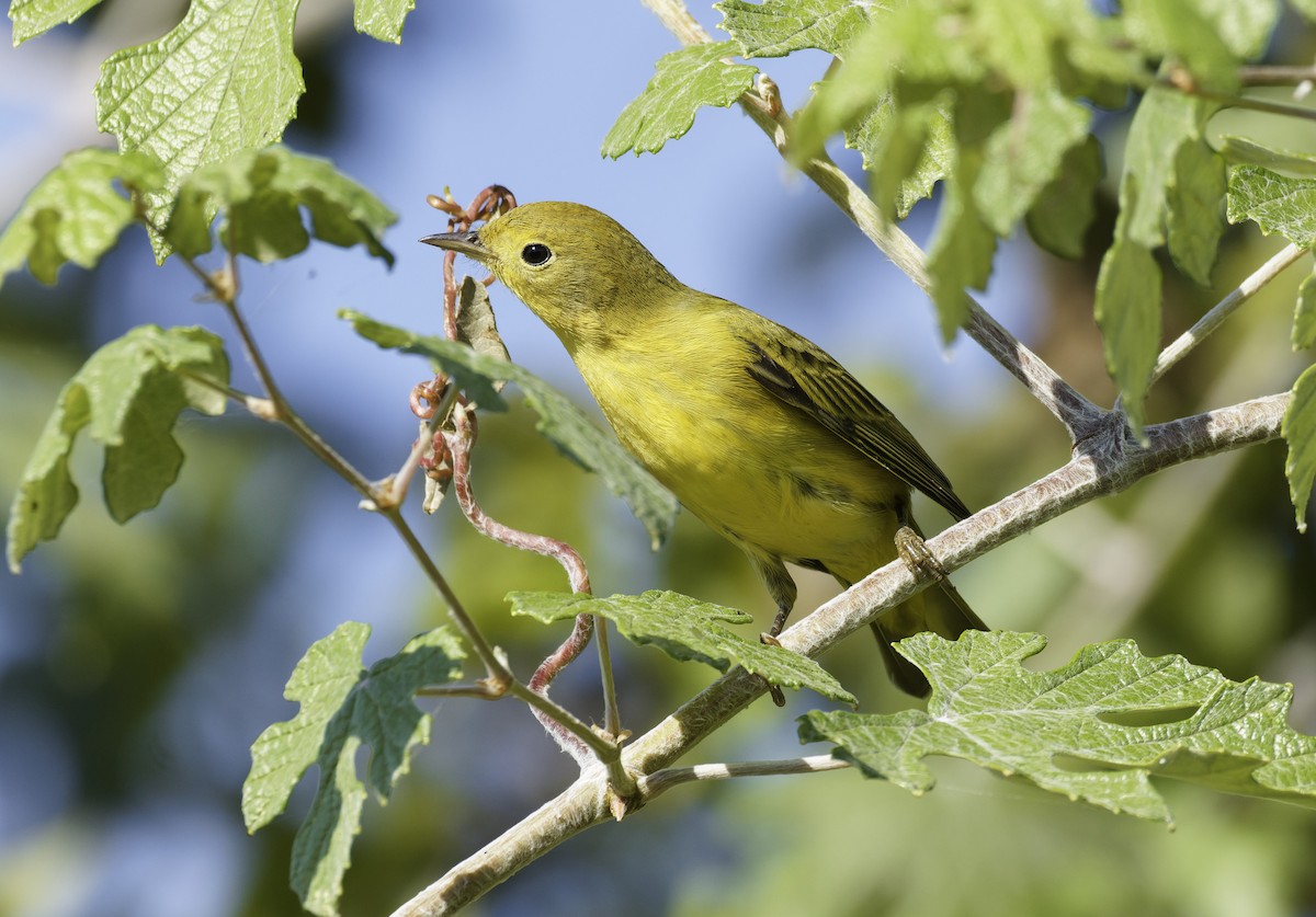 Northern Yellow Warbler - ML643720657