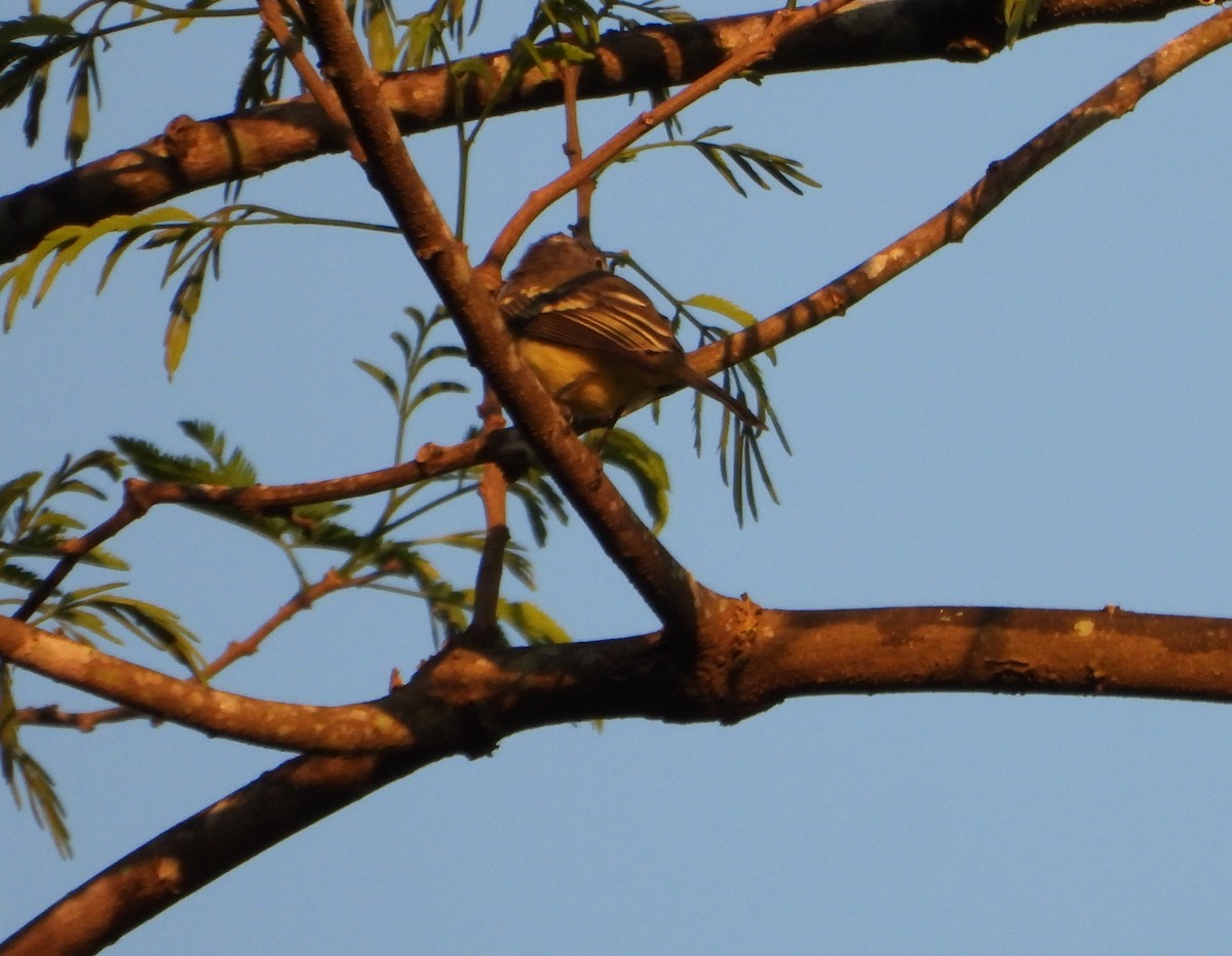 Bran-colored Flycatcher - ML643720661