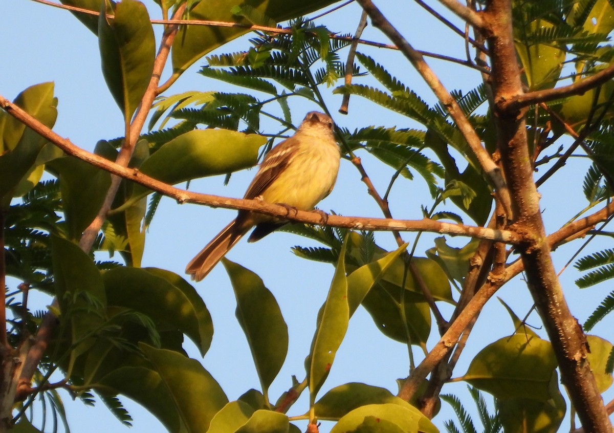 Forest Elaenia - ML643720664