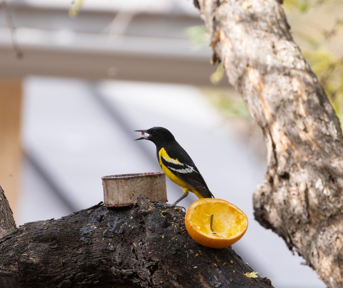 Scott's Oriole - ML643720671