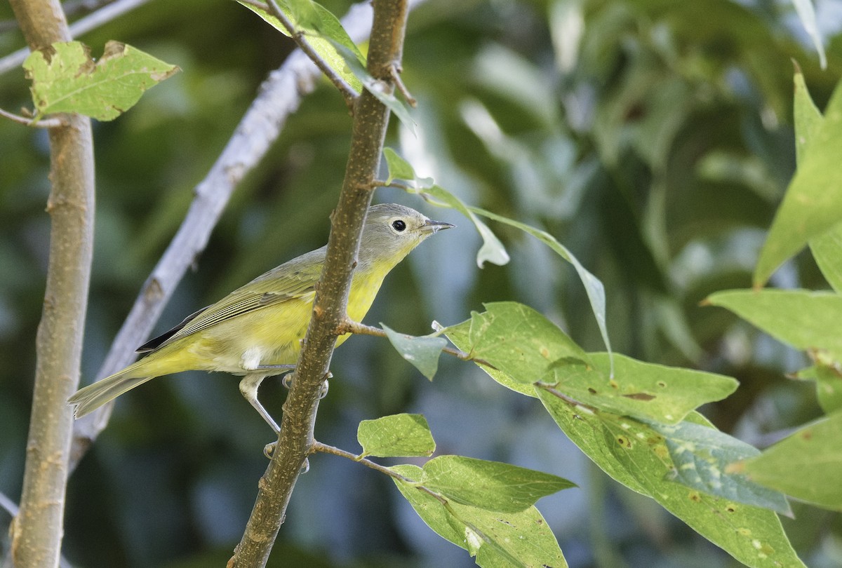 Nashville Warbler - ML643720673