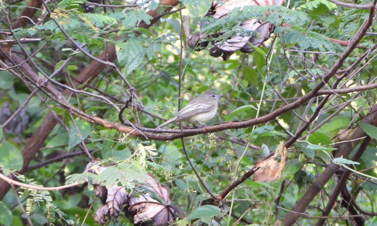Greenish Elaenia - ML643720689