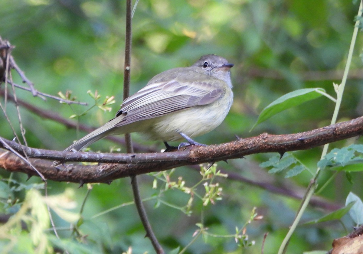 Greenish Elaenia - ML643720690