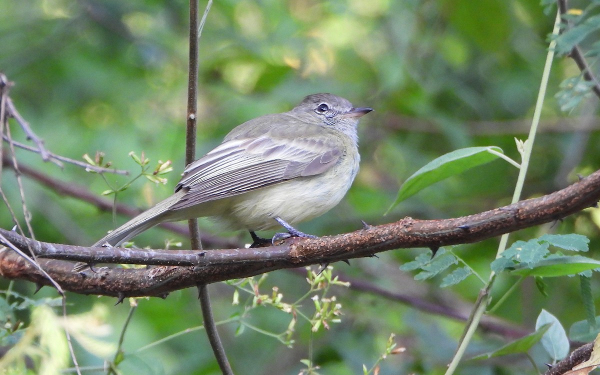 Greenish Elaenia - ML643720691