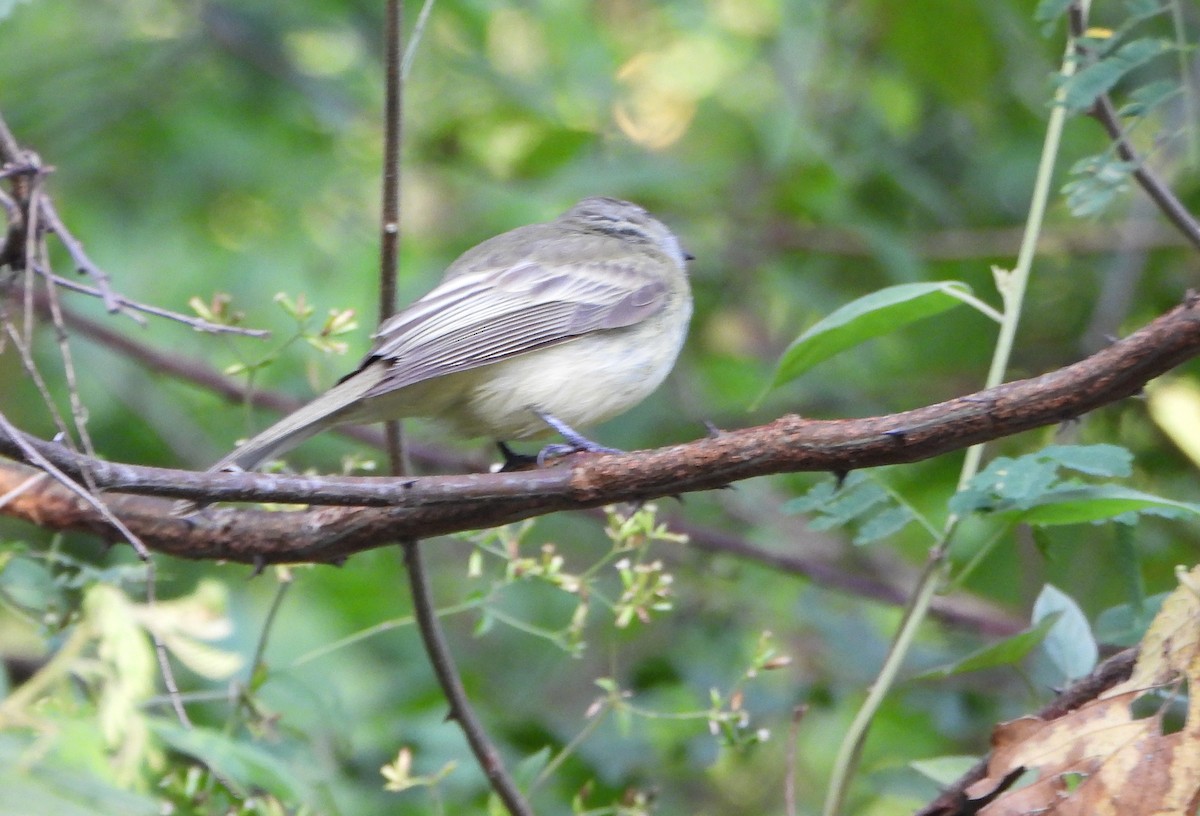 Greenish Elaenia - ML643720692