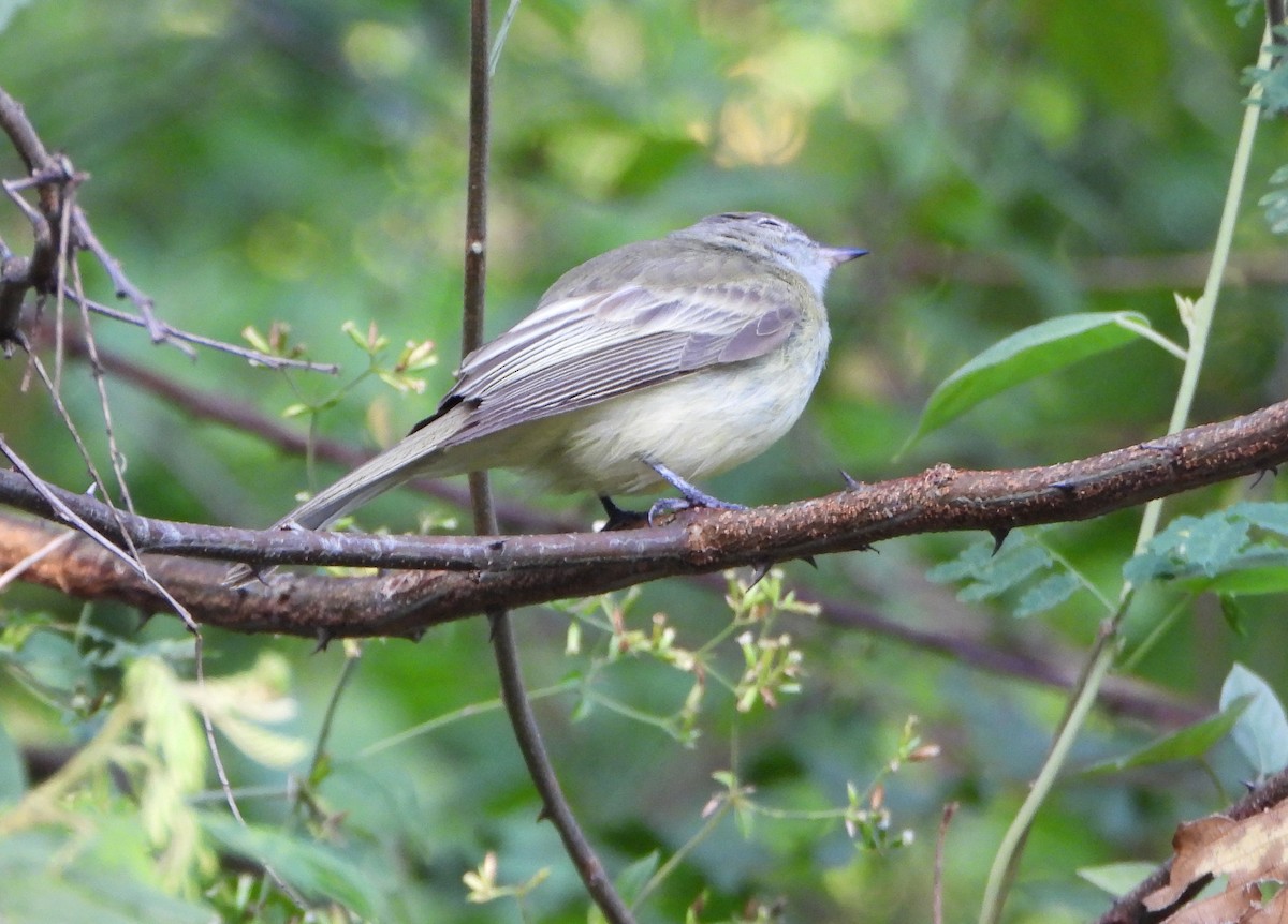 Greenish Elaenia - ML643720693