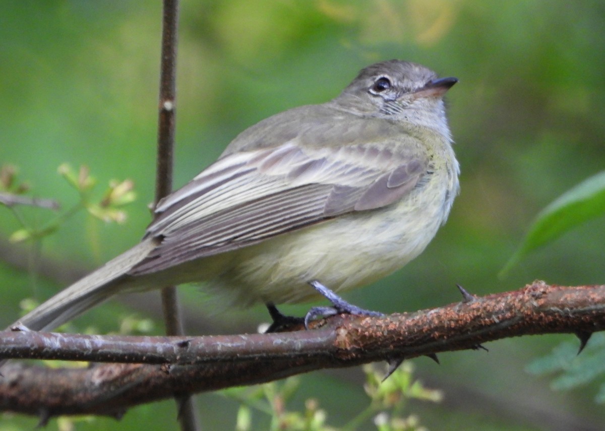 Greenish Elaenia - ML643720695
