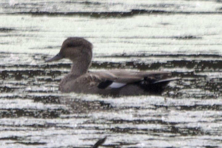 Boz Ördek - ML643720719