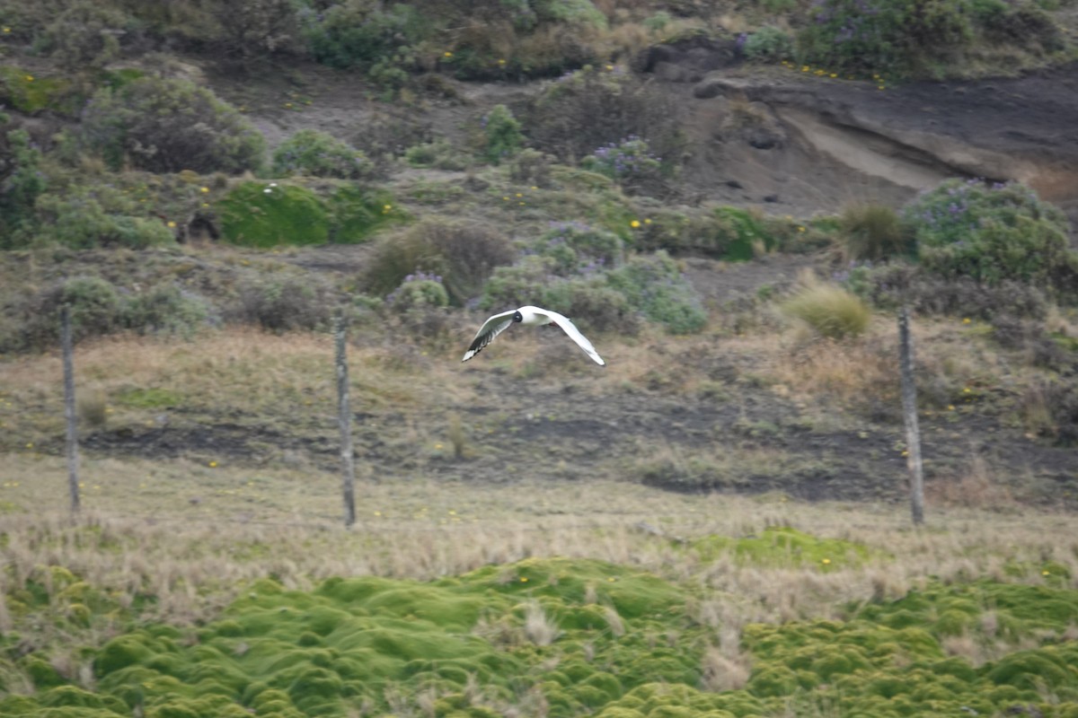 Andean Gull - ML643720732