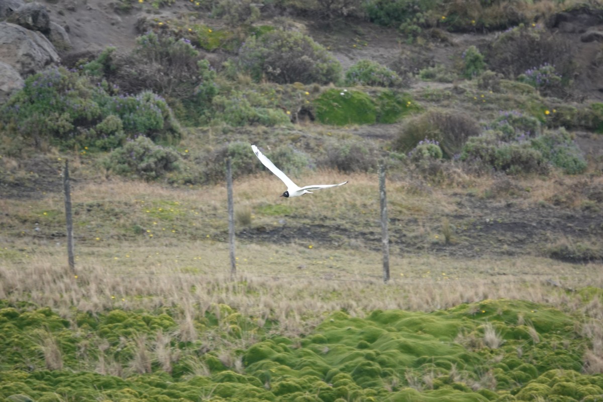 Andean Gull - ML643720749