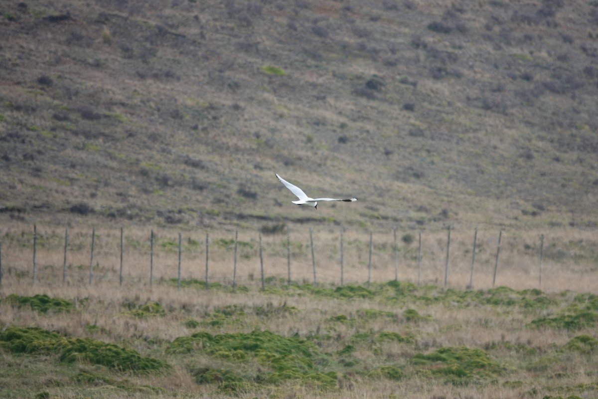 Andean Gull - ML643720761