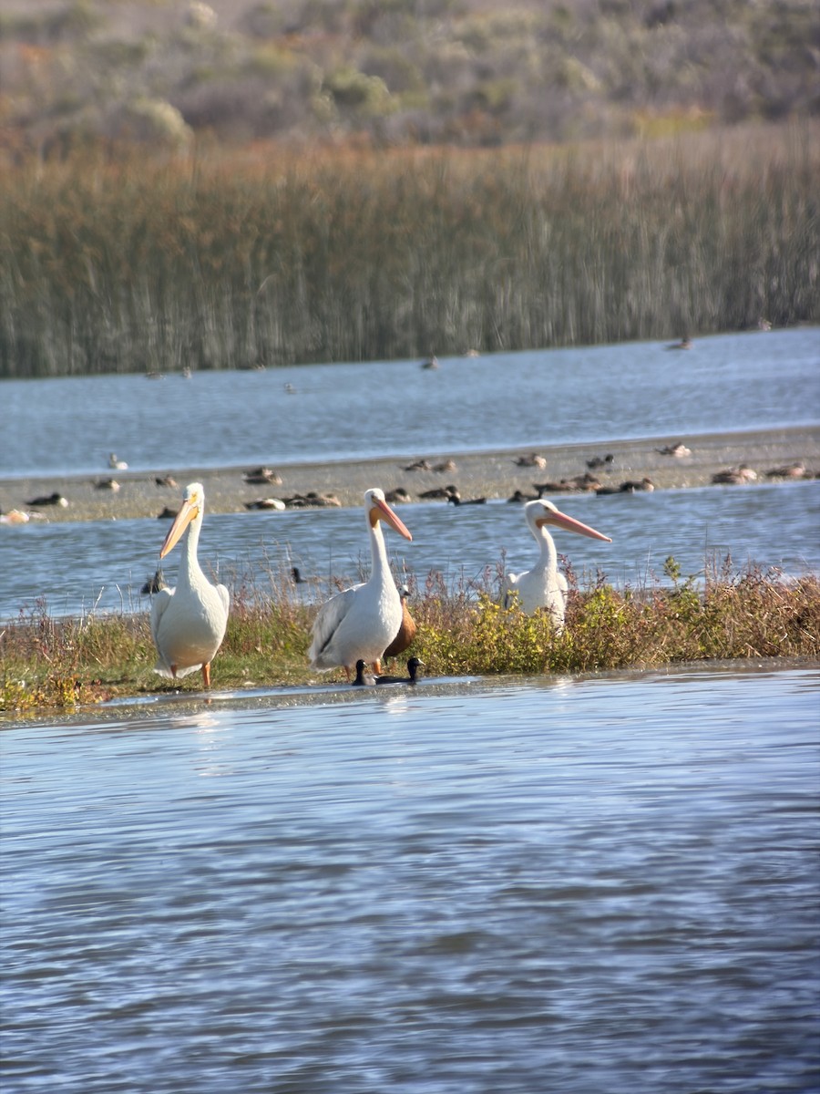 American White Pelican - ML643720762