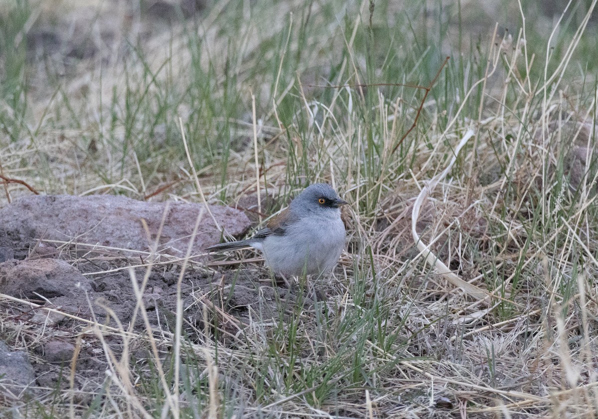 Yellow-eyed Junco - ML643720769