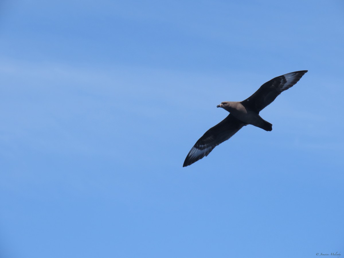 Kermadec Petrel - ML643720773
