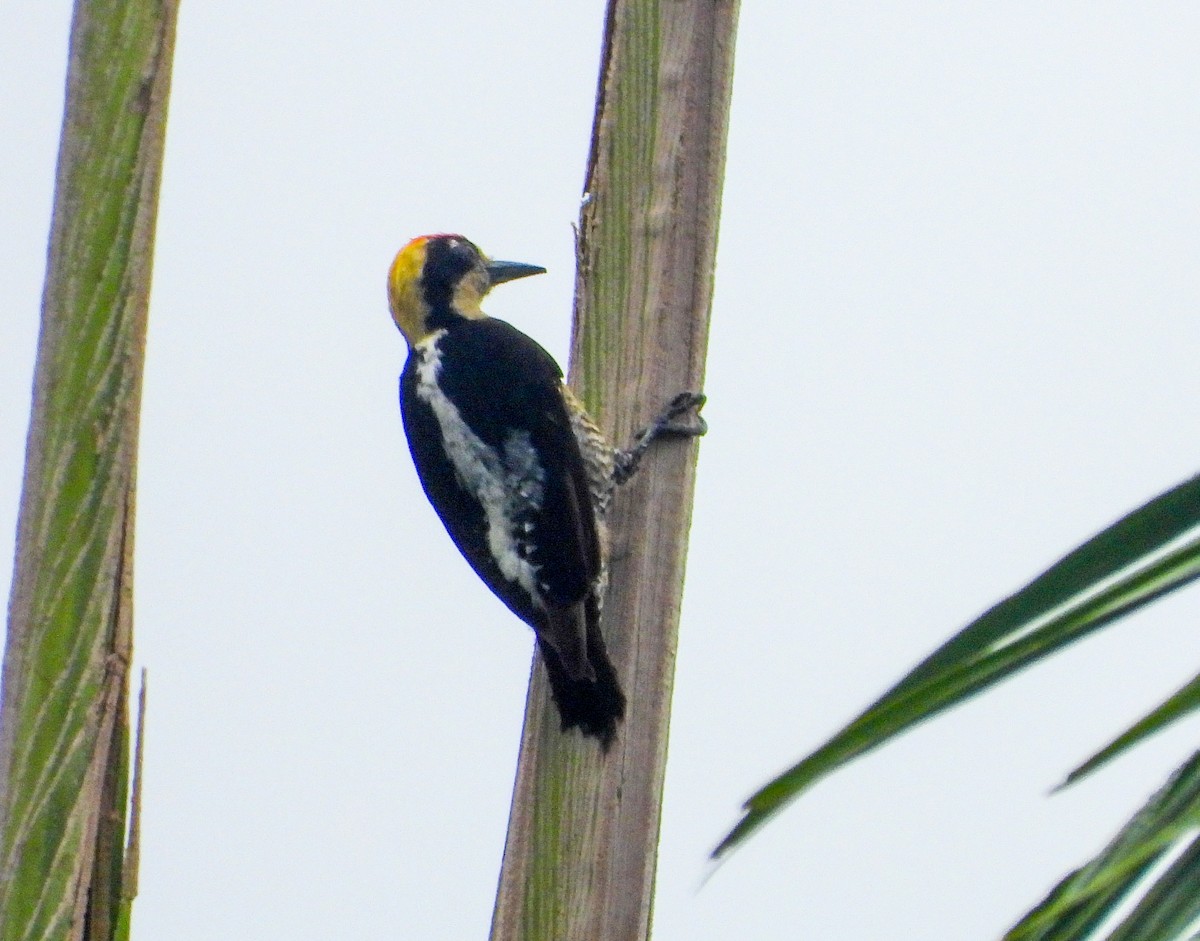 gullnakkespett - ML643720774