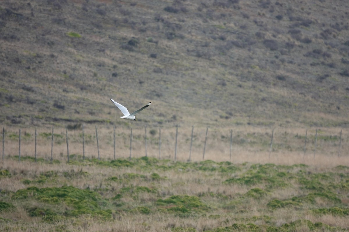 Andean Gull - ML643720776