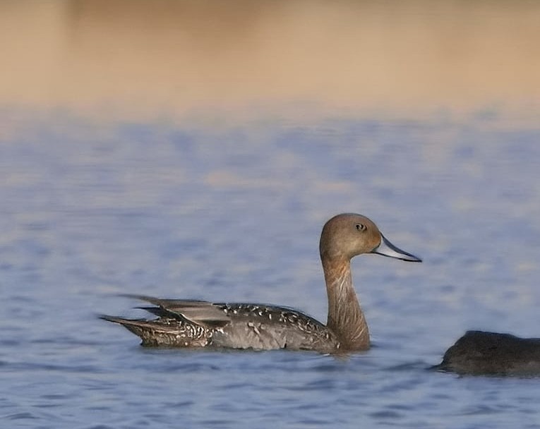 Northern Pintail - ML643720778