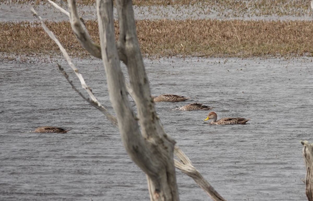 Yellow-billed Pintail - ML643720781