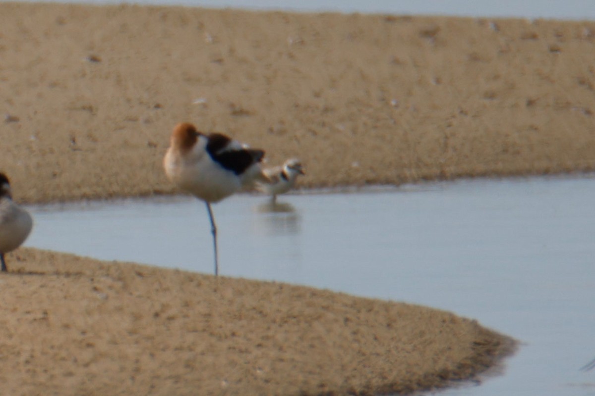 Snowy Plover - ML643720783