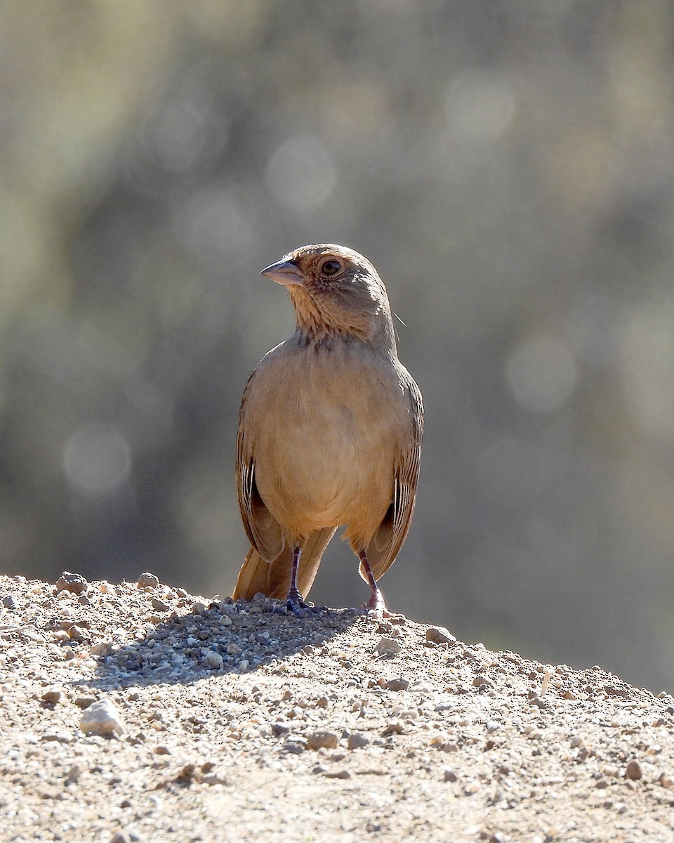 California Towhee - ML643720784