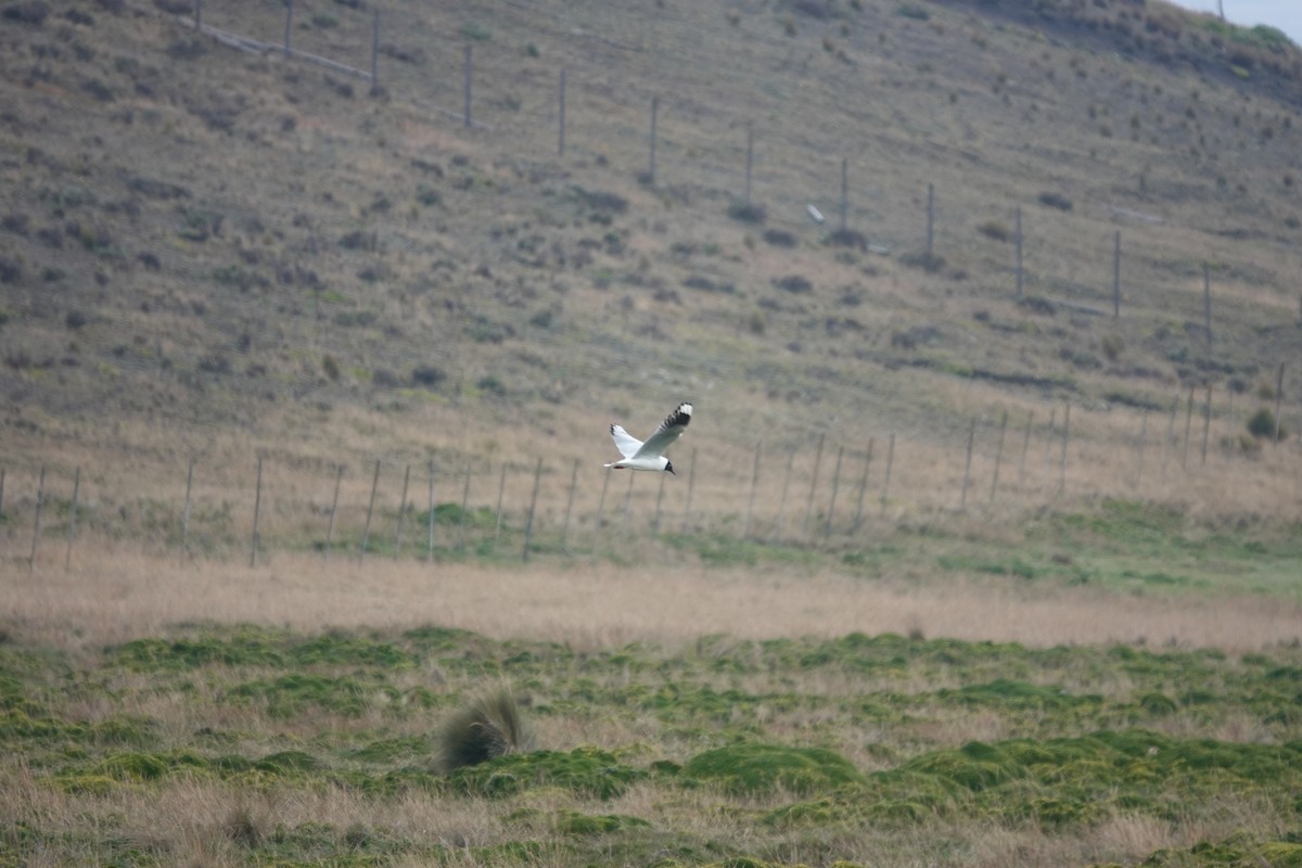 Andean Gull - ML643720785