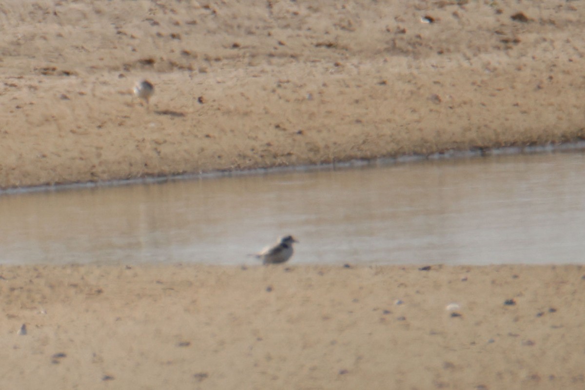 Snowy Plover - ML643720787