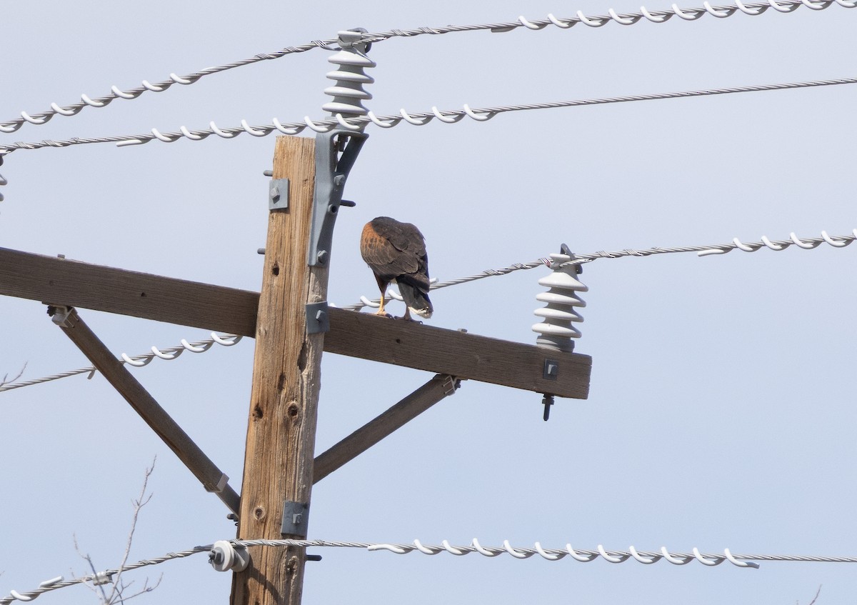 Harris's Hawk - ML643720794