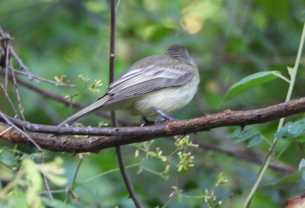 Greenish Elaenia - ML643720802