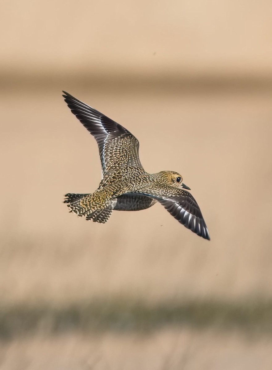 European Golden-Plover - ML643720813