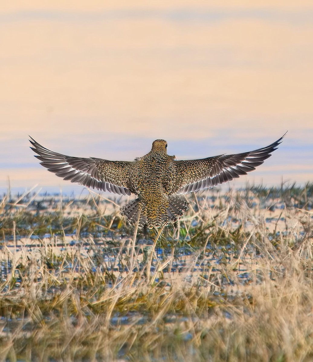 European Golden-Plover - ML643720814