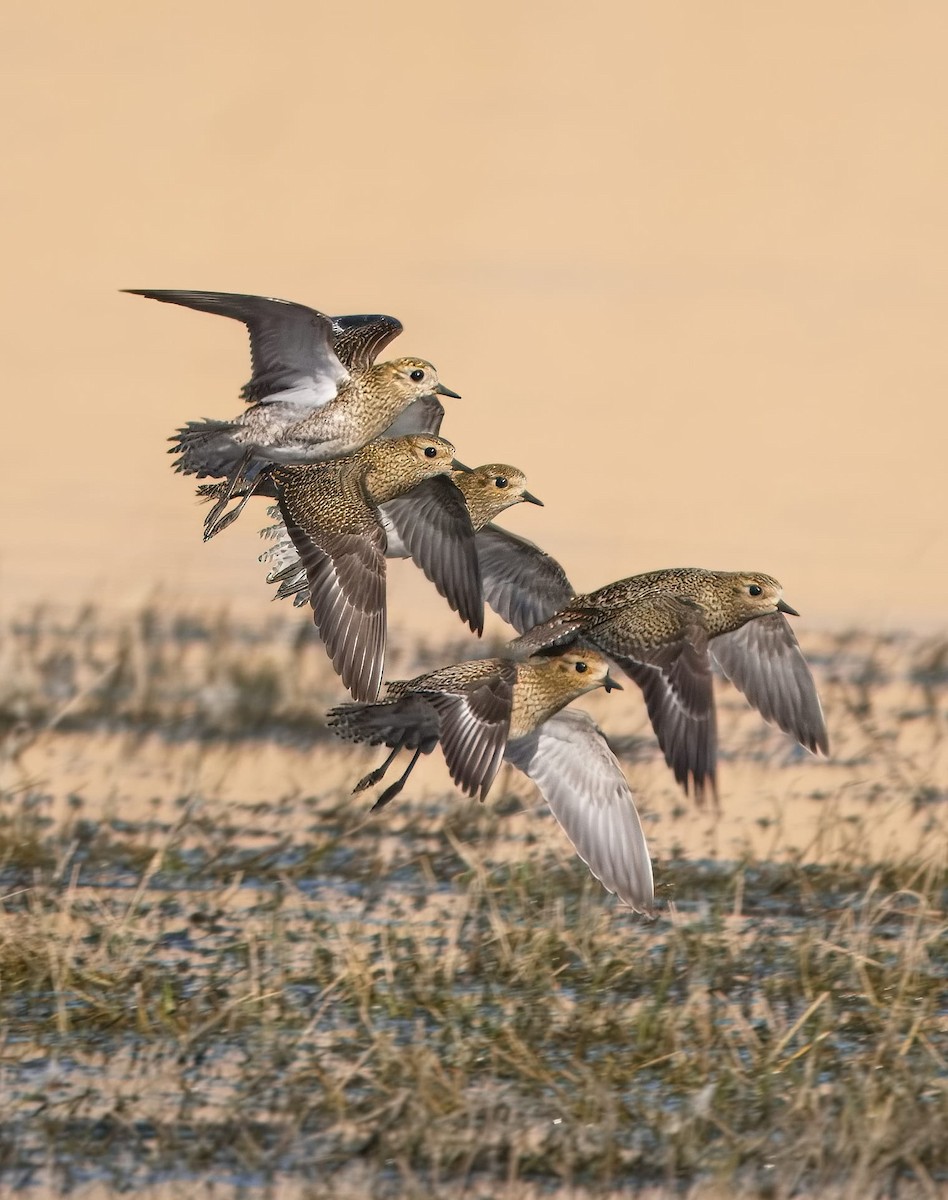 European Golden-Plover - ML643720815
