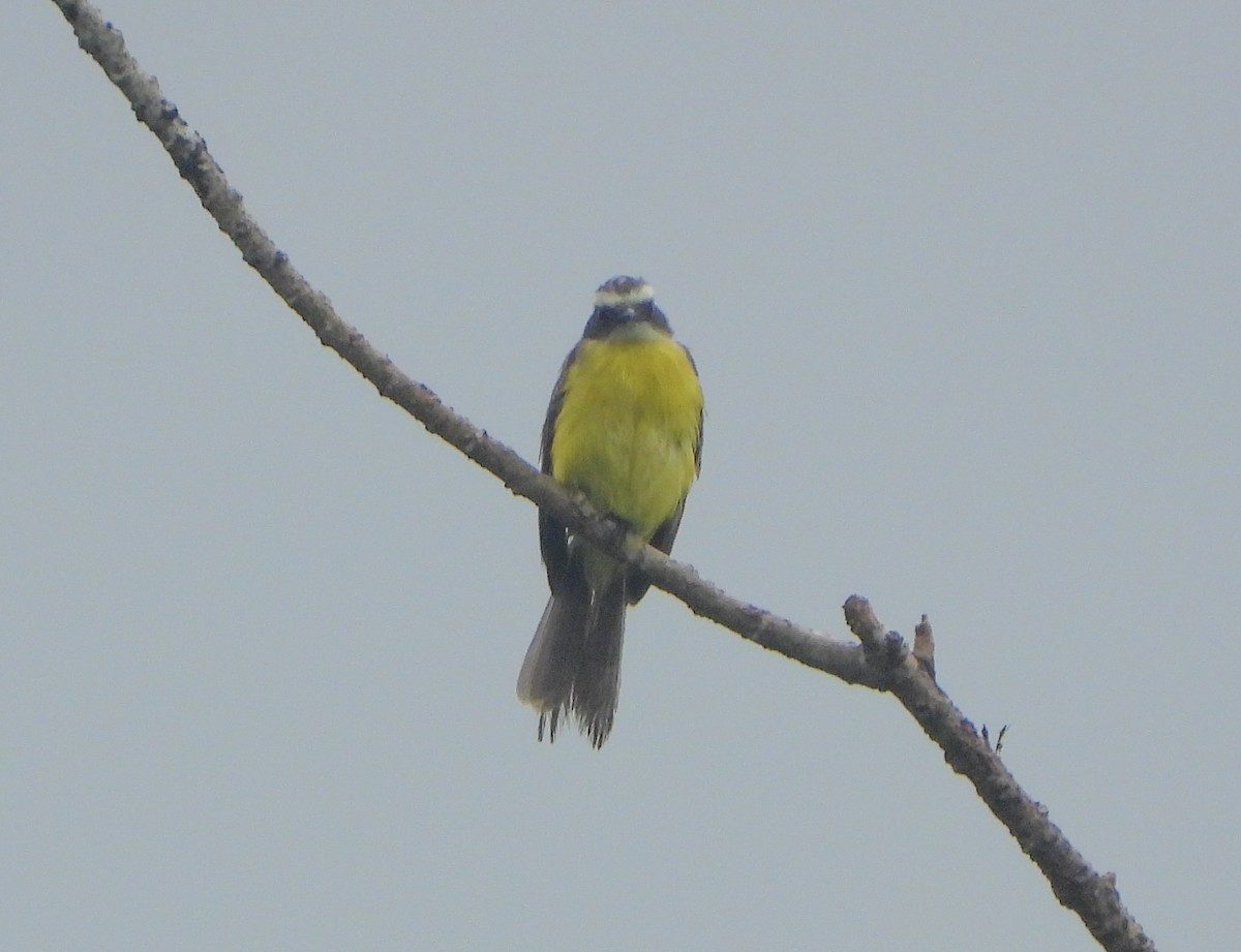 Rusty-margined Flycatcher - ML643720831