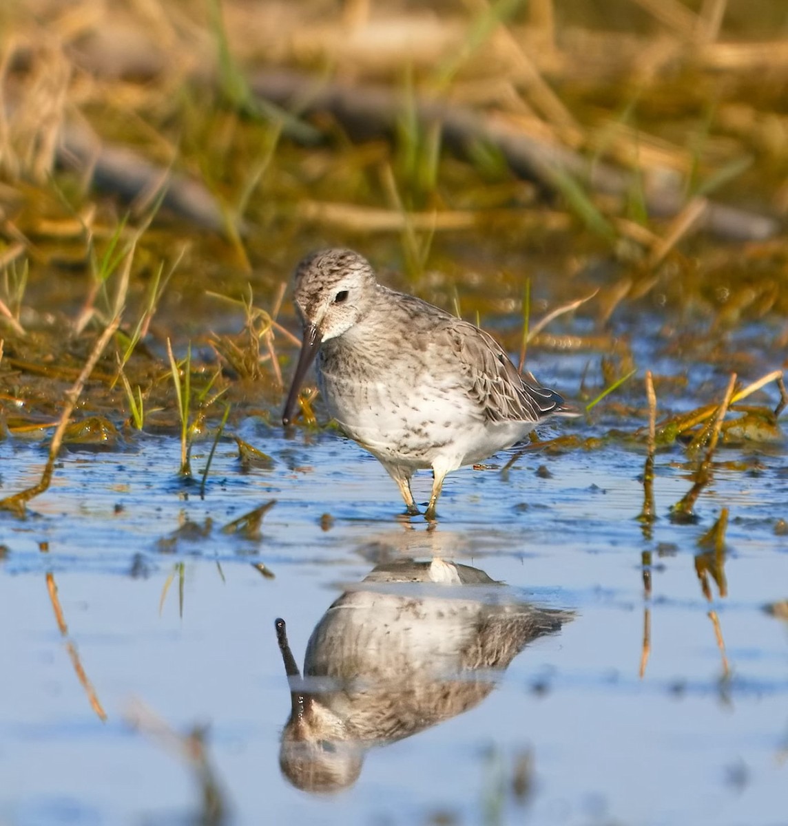 Dunlin - ML643720833