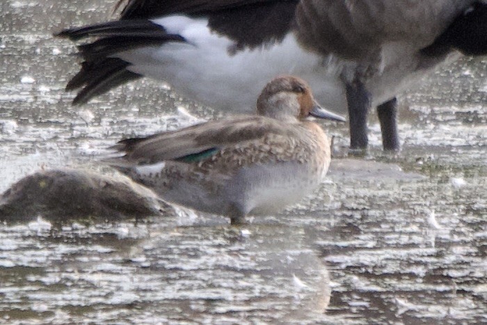 Çamurcun - ML643720840