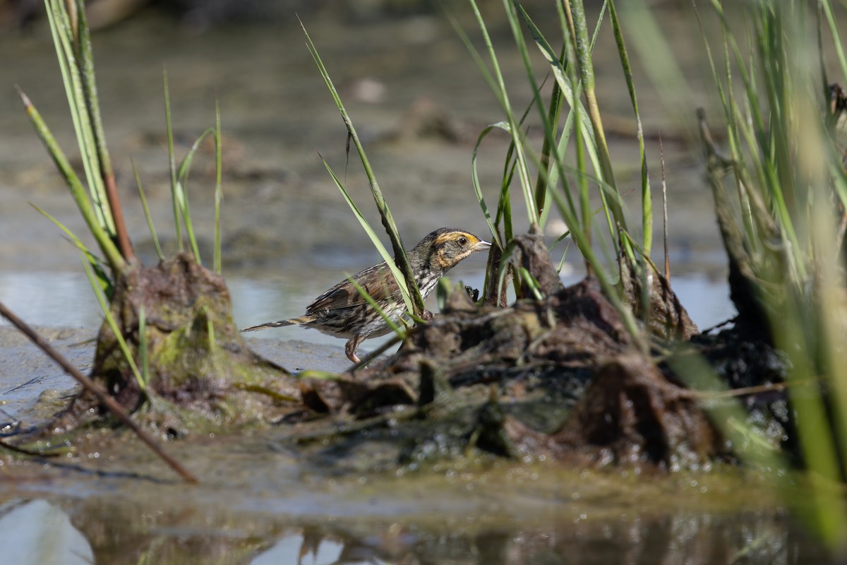 Saltmarsh Sparrow - ML643720848