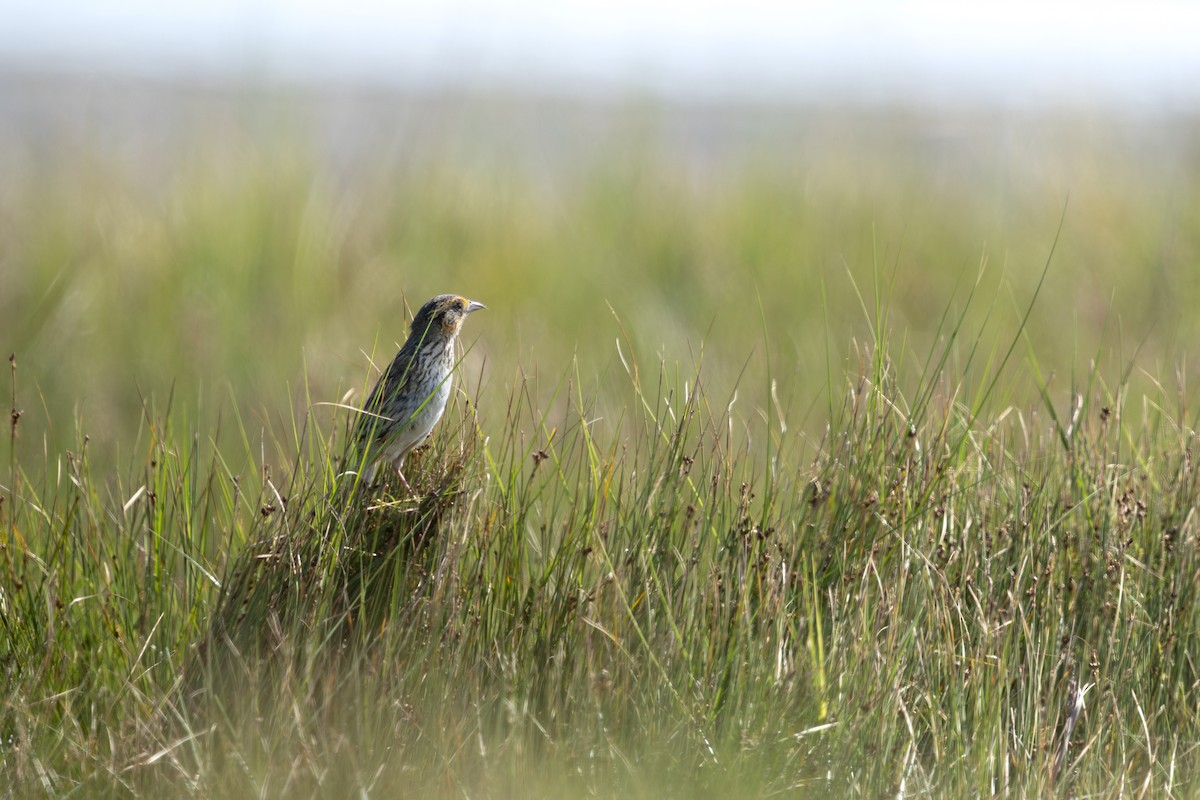 Saltmarsh Sparrow - ML643720870