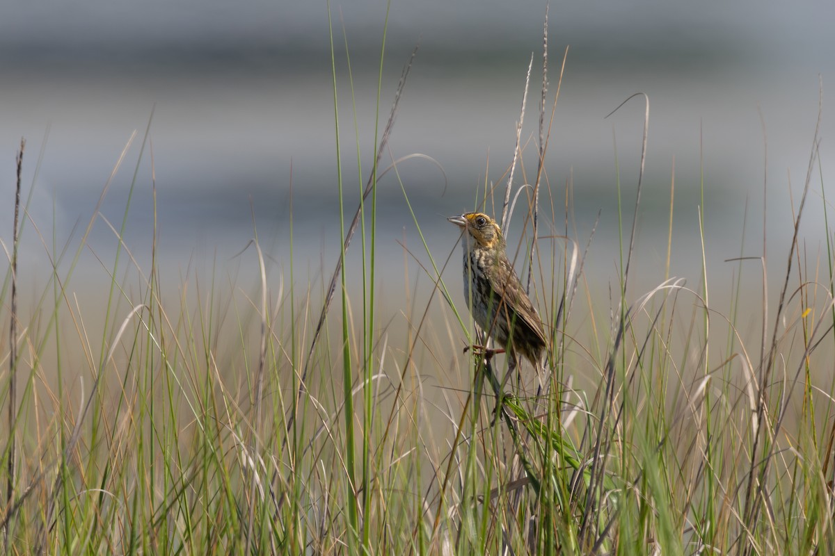 Saltmarsh Sparrow - ML643720875