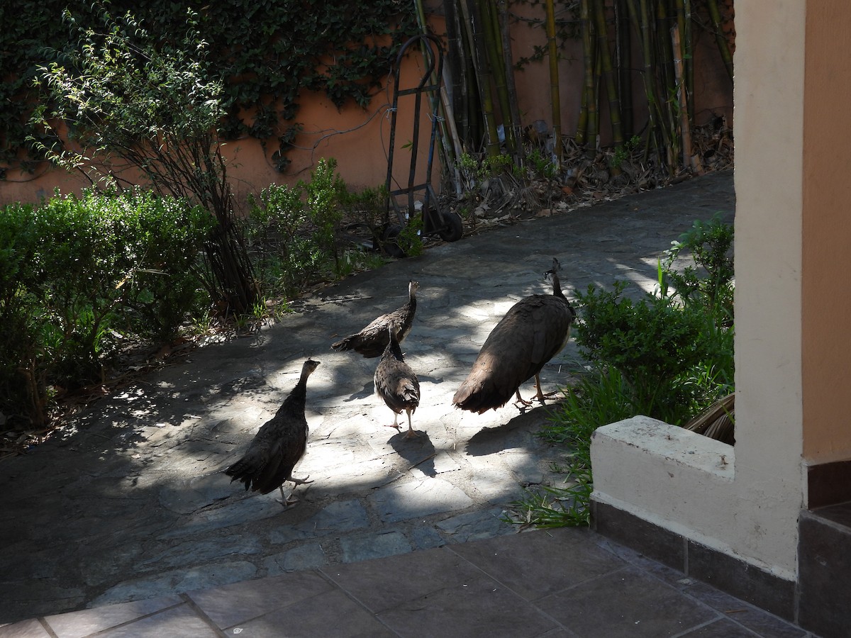 Pauma (etxekoa) - ML643720886