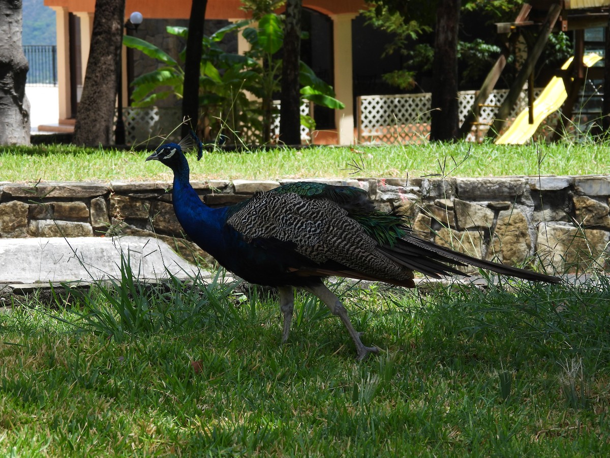 Pauma (etxekoa) - ML643720888